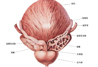 前列腺治疗